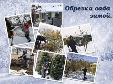 Обрезка плодовых деревьев зимой в москве услуги цены